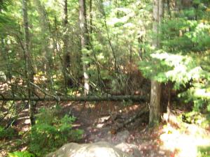 Logs across the Bald Mt. trail removed