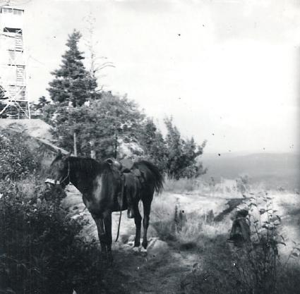 Former Ranger Richard Wormwood's Horse at Bald Mt.